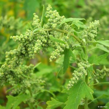 Quinoa - Chenopodium quinoa