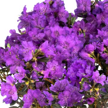 Rhododendron Lilly Bell Magic - Rhododendron nain