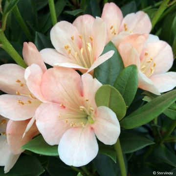 Rhododendron vireya Aertrycke