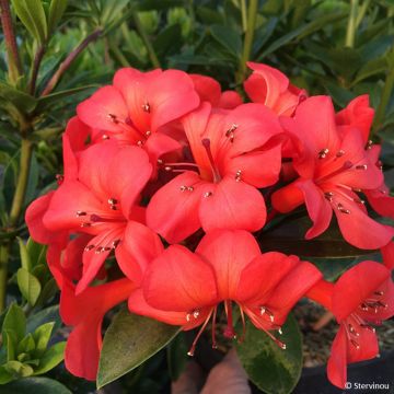 Rhododendron vireya Hendrick's ker