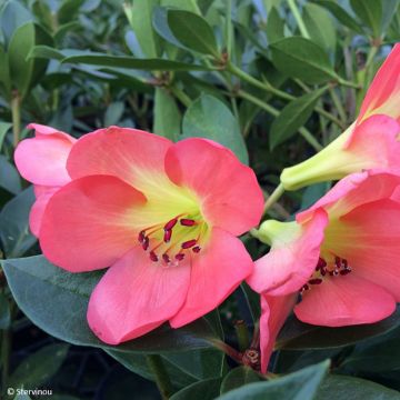 Rhododendron vireya Oogappel