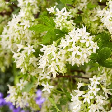 Blut-Johannisbeere Oregon Snowflake - Ribes sanguineum