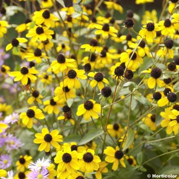 Oktober-Sonnenhut - Rudbeckia triloba