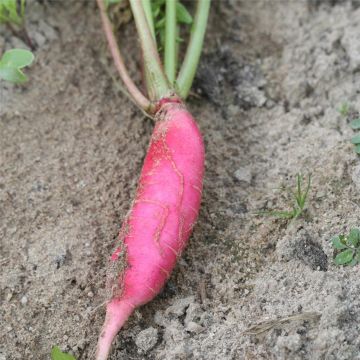 Rettich Rose d'hiver de Chine - Ferme de Sainte Marthe