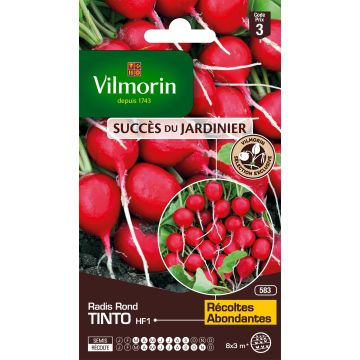 Rettich Tinto F1 - Vilmorin