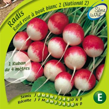 Rettich rond rose à bout blanc 2 Bio