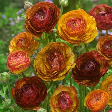 Ranunculus Picotée Café au lait - Ranunkel