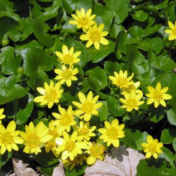 Scharbockskraut verna - Ranunculus ficaria