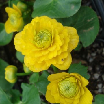 Scharbockskraut Flore Pleno - Ranunculus ficaria