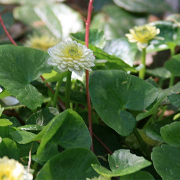 Scharbockskraut Ken Aslet - Ranunculus ficaria