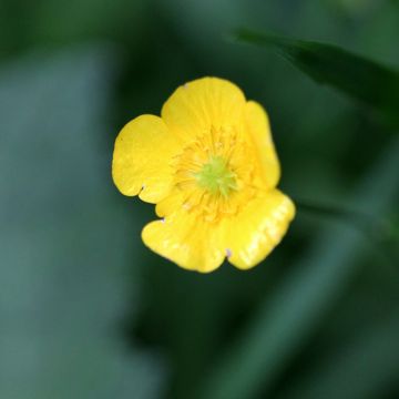 Brennender Hahnenfuß - Ranunculus flammula