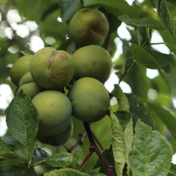 Pflaume Dorée ou verte Reneklode - Prunus domestica