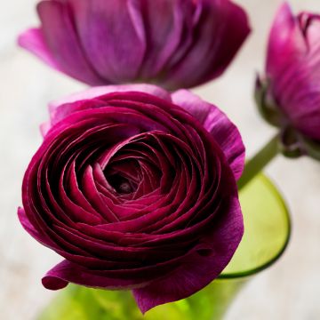 Ranunkel Pauline Violet - Ranunculus