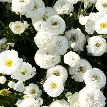 Ranunkel White - Ranunculus