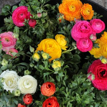 Ranunkel Mixture - Ranunculus