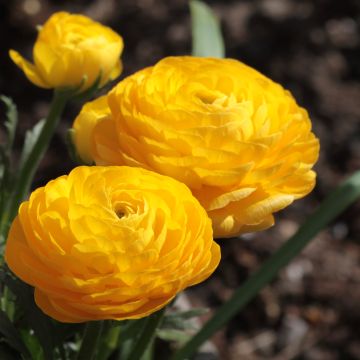 Ranunkel Yellow - Ranunculus