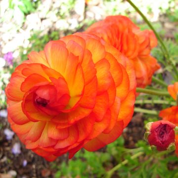 Ranunkel Orange - Ranunculus