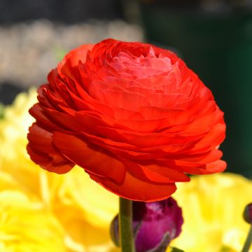 Ranunkel Red - Ranunculus