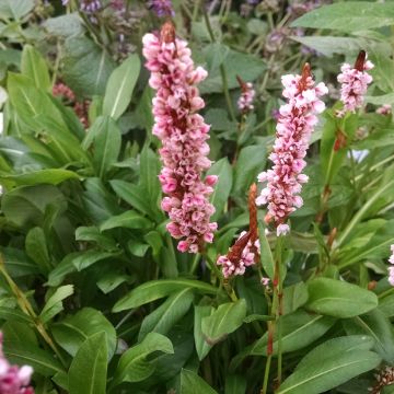 Schneckenknöterich Donald Lowndes - Persicaria affinis