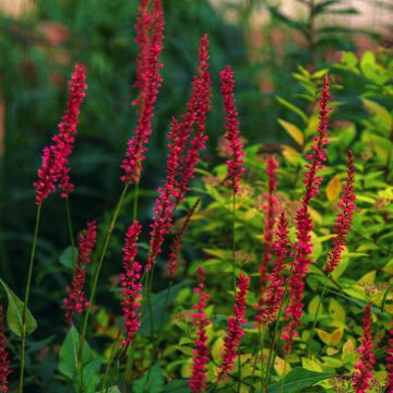 Kerzenknöterich Black Dreams - Bistorta amplexicaulis