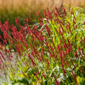 Kerzenknöterich Bloody Mary - Bistorta amplexicaulis