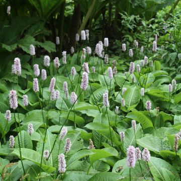 Renouée - Persicaria bistorta Superba