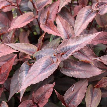 Renouée - Persicaria micro. Red Dragon