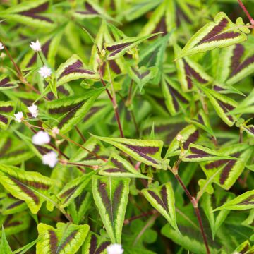 Knöterich Yunnan Giant - Persicaria runcinata