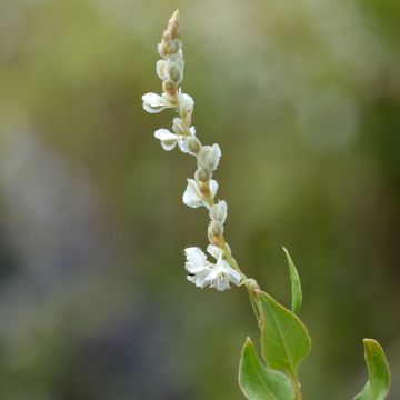 Fallopia aubertii - Schling-Knöterich