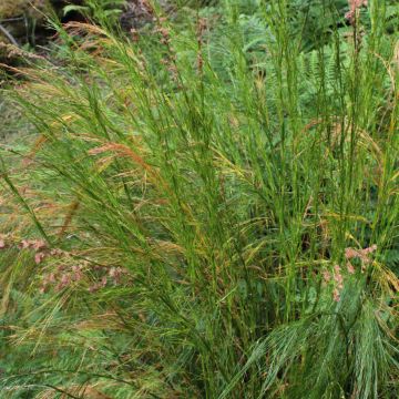 Restio tetraphyllus - Vierblättriger Restio