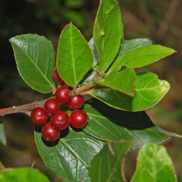 Rhamnus alaternus - Immergrüner Kreuzdorn