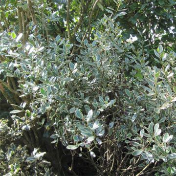 Rhamnus alaternus Argenteovariegata - Immergrüner Kreuzdorn