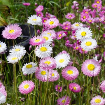 Rodanthe manglesii Mix (Samen) - Sonnenflügel