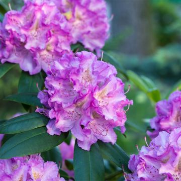 Rhododendron Alfred