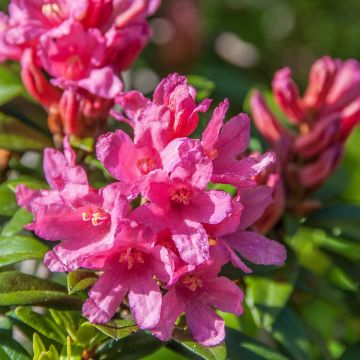 Rhododendron Bloombux Magenta