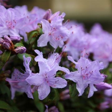 Rhododendron Blue Tit