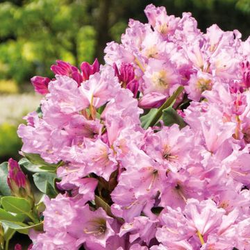 Rhododendron INKARHO® Lila Dufthecke