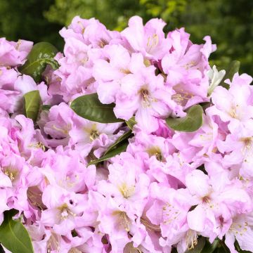 Rhododendron INKARHO® Rosa Dufthecke