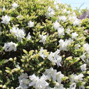 Japanische Azalee Luzi - Azalea