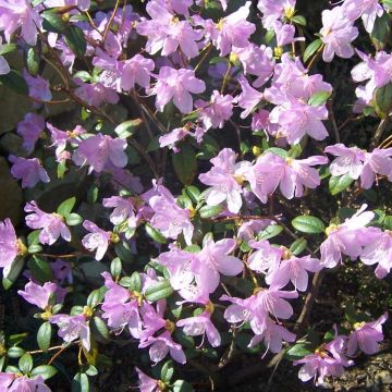 Rhododendron Praecox