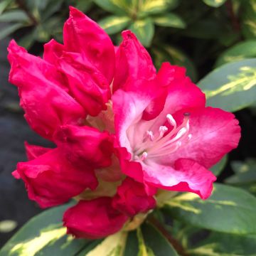 Rhododendron Président Roosevelt - Grand Rhododendron