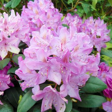 Rhododendron catawbiense Roseum Elegans