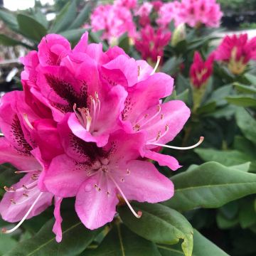 Rhododendron Cosmopolitan