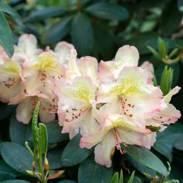 Rhododendron x hybrida Easydendron® INKARHO Belkanto