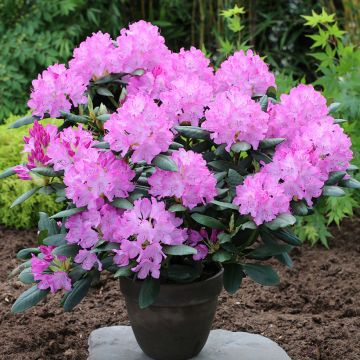 Rhododendron INKARHO® English Roseum