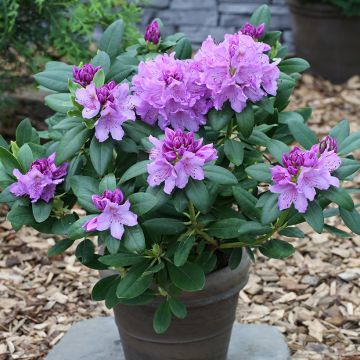 Rhododendron INKARHO® Grandiflorum - Rhododendron x catawbiense