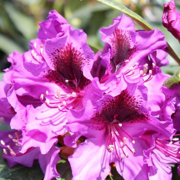 Rhododendron Easydendron INKARHO Orakel