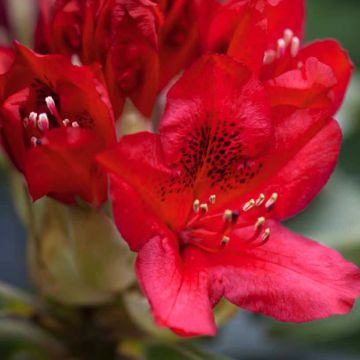 Rhododendron Red Jack