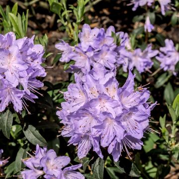 Rhododendron impeditum Ramapo - Zwerg-Rhododendron