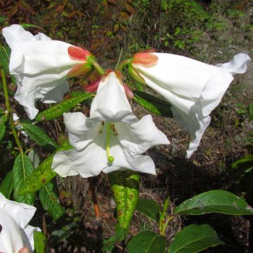 Rhododendron lindleyi